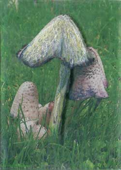 "A Toad's Umbrella" by Audrey J Wilde, Wausau WI - Photo & Colored Pencil on Plexiglass